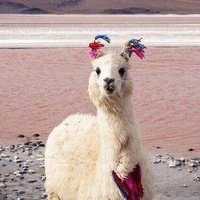 Инна Молочкова