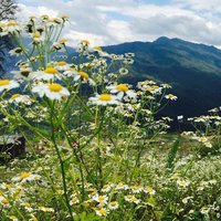 Римма Акопян