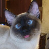 Вера Никитина