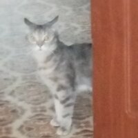 Анжелика Добровольская