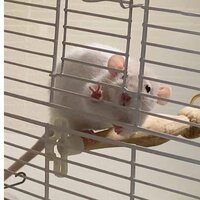 Никита Платонов