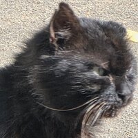 раушан валиахметов