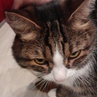 Плюша лансюша