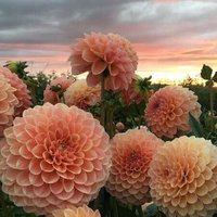 Петросян Станислава