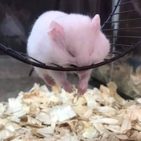 Мария Глушко