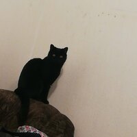 Светлана Малеванная