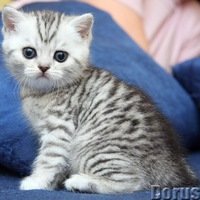 Коля Врабие