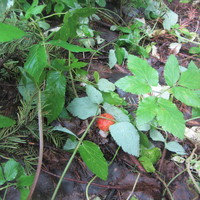 Добрый друг