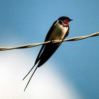 Марина Ермакова