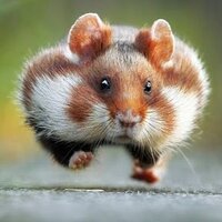 Fat Hamster