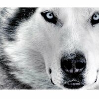 Дмитрий Волков