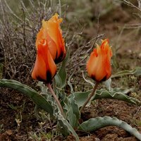 Андрей Чеботарев