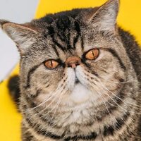 Олег Морозов