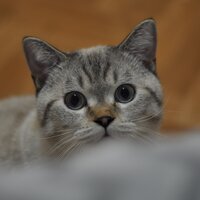 Алина Медведева