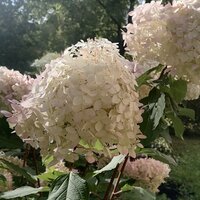 Галина
