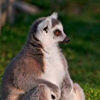 Александр Ионас