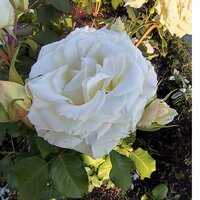 Светлана К.