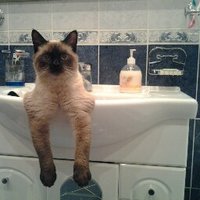 Фарид Каримов