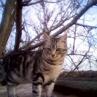 олег ткаченко