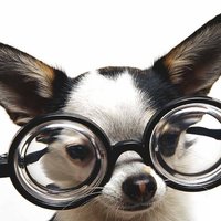 Синьор Помидор