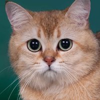 Надежда Карлова