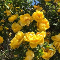 Лия Витальевна