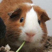 Карина Игнатьева