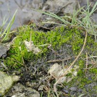 Ыксон Родауг