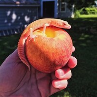 Георгий Орда