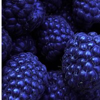 Анастасия Золотова