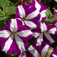 Светлана Белозёрова