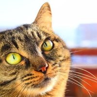 Островская  Анна