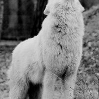 Анастасия Шобанова