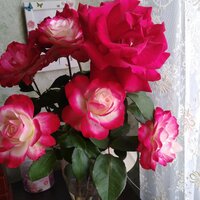 Алексей Турбин