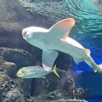 Елена Пятилетова