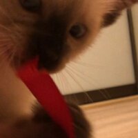 Степан Глибовицкий