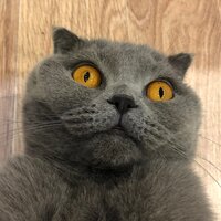 Глеб Гниломёдов