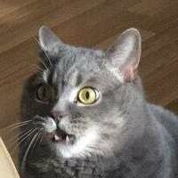 Дарья Шаповалова