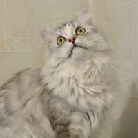 Юлия Дубинина