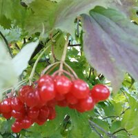 Татьяна Волкова