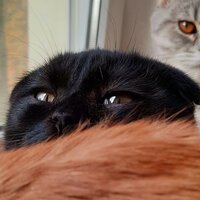 Новгородка