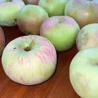 Николай Старков