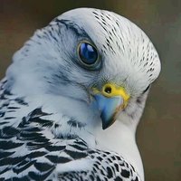 Глеб Придатько