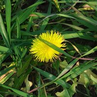 Вера Бабенкова