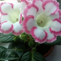 Фарида Автух