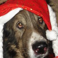 Николай Седякин