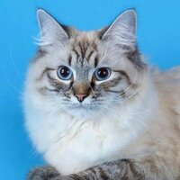 Светлана Е.