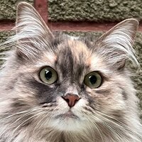 Бэлла Амбрелла