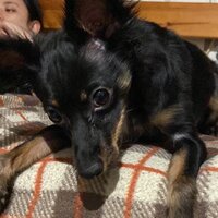 Раджеш Кутраппали