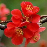 Garnet Flower